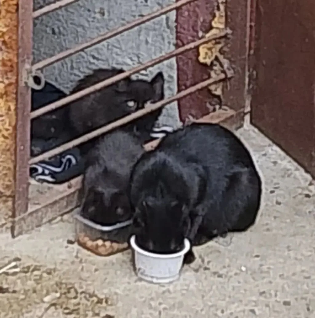 🆘Северск, пр. Коммунистический, 151.    Кошечка и трое котят. Кто может взять на перед...
