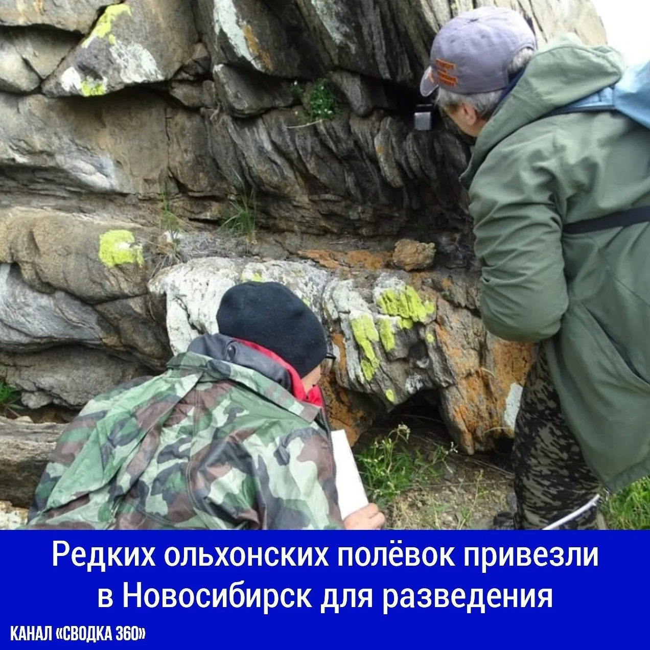 В Прибайкальском национальном парке отловили десять ольхонских полёвок - небольших грыз...