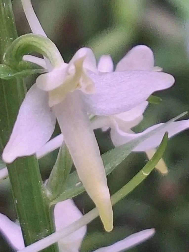 🌿🌙 На Куршской косе зацвела ночная фиалка — дикая родственница орхидеи