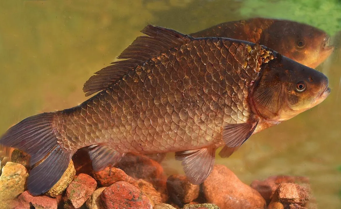 🐟 Клёвое время: в Якутии начинается лучший сезон летней рыбалки