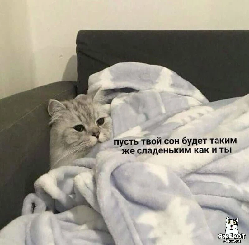 🐾 ЯЖЕКОТ
