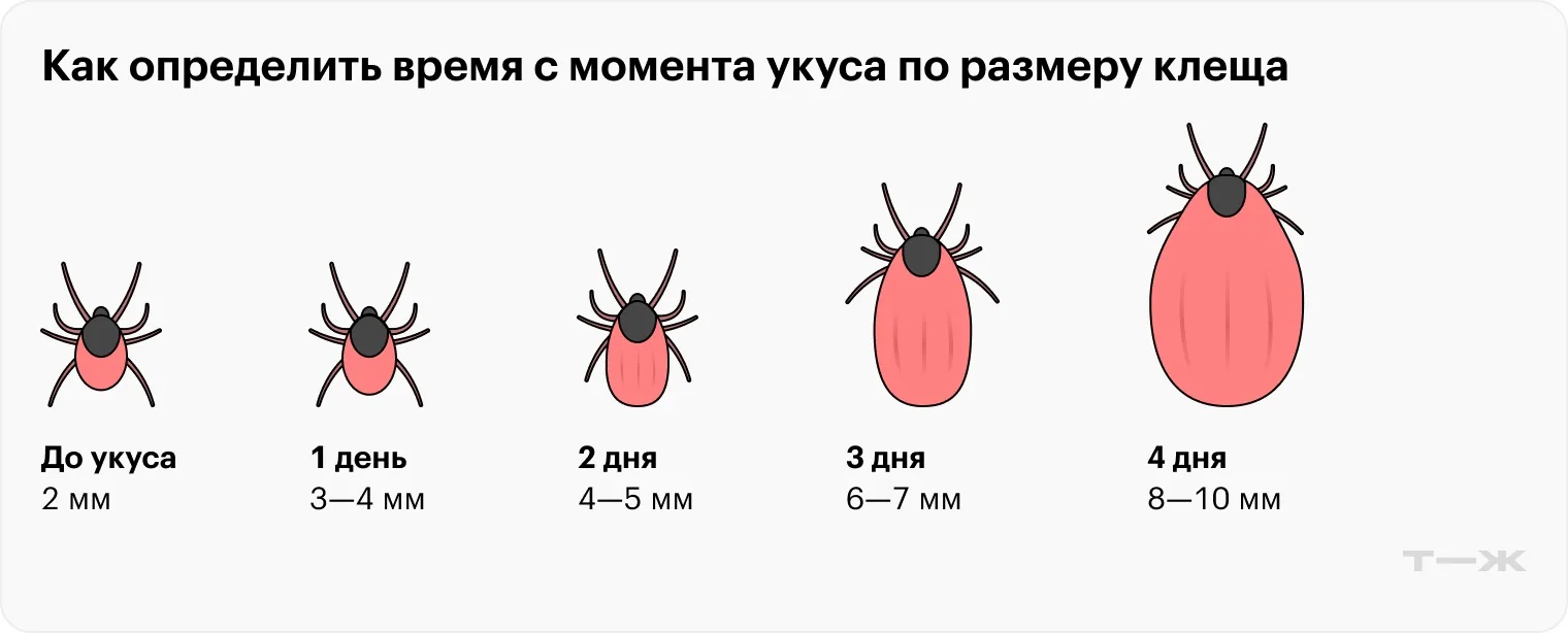 🕷️ Что делать, если укусил клещ: пошаговая инструкция