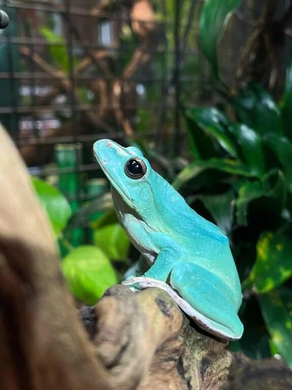 Гекконы и их тайны: интерактивное путешествие в мир экзотики 🦎