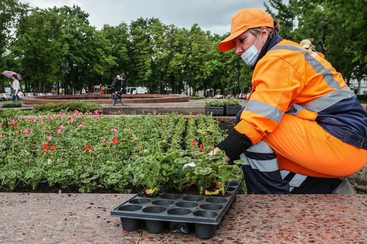 Петунии, бегонии и тагетес: городские службы приступили к высадке однолетников на улица...
