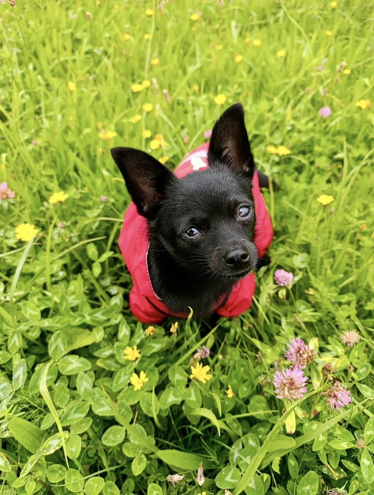 🐾🍂🌿