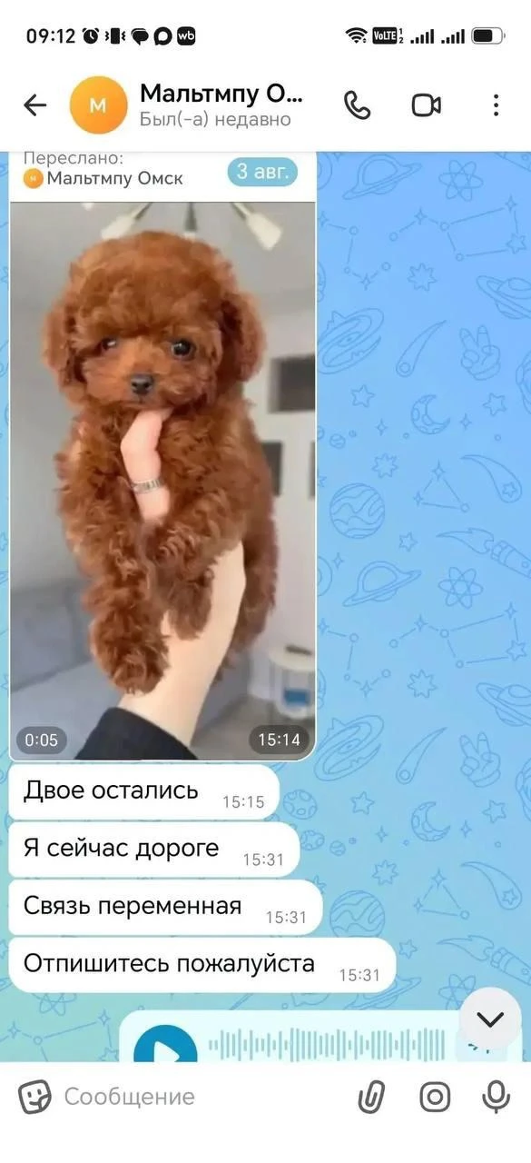 Жительница Омска предстанет перед судом за мошенничество с продажей щенков