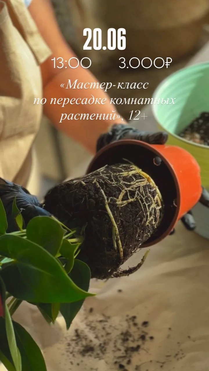 Мастер-классы ✨

🌿20 июня , 13:00 
Мастер-класс по пересадке комнатных растений, 12+
Когда хочется 