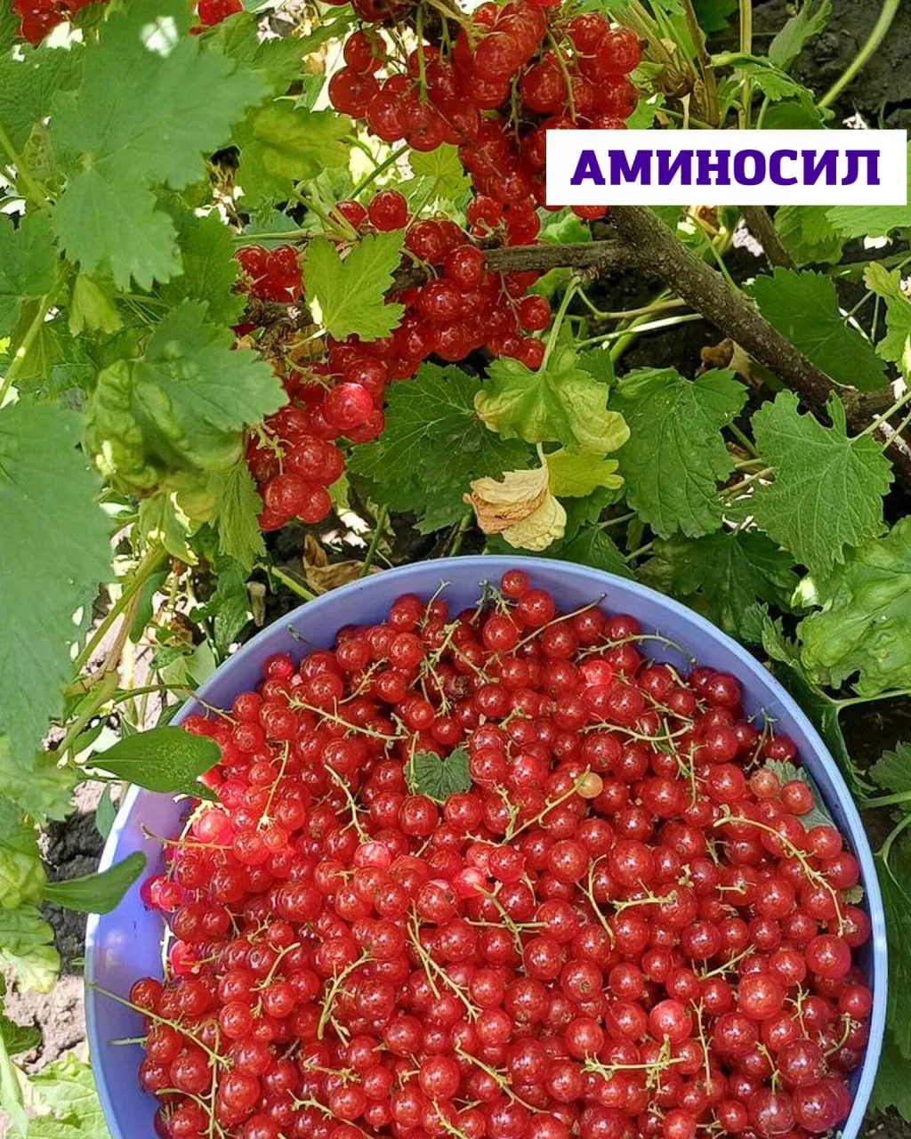🍓 Не оставляйте ягоды на кустах! Почему так важно собирать урожай вовремя?

Клубника, малина, сморо