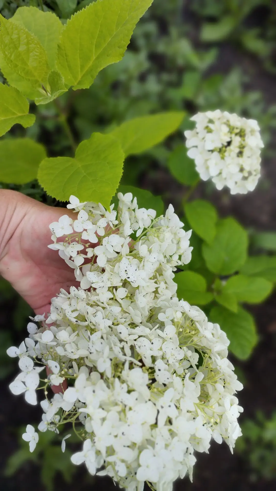 Чудеса в нашем детском саду! 🌸🥰