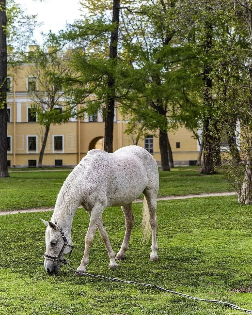 🐎 Сад в центре Петербурга, где гуляют лошади