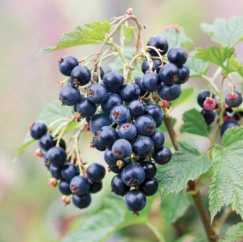 У меня смородина выросла почти до размеров вишни! 🍇✨ И всему этому помогает очень простая и недорог