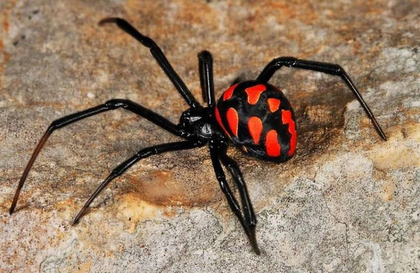 🕷️ Смертельно опасные пауки каракурты распространяются по России и летом могут добраться до Москвы,
