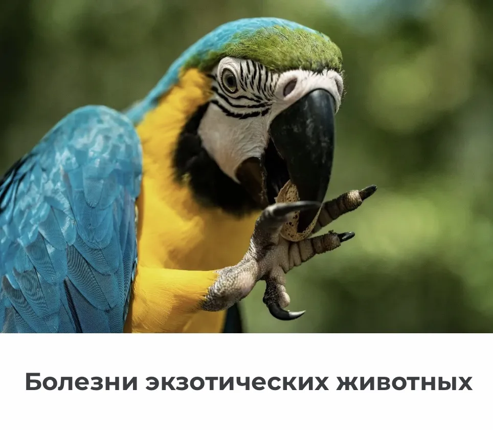 25 июня Секция: 
БОЛЕЗНИ ЭКЗОТИЧЕСКИХ ЖИВОТНЫХ 

10:00-10:30
• Новообразование молочных желез у крыс