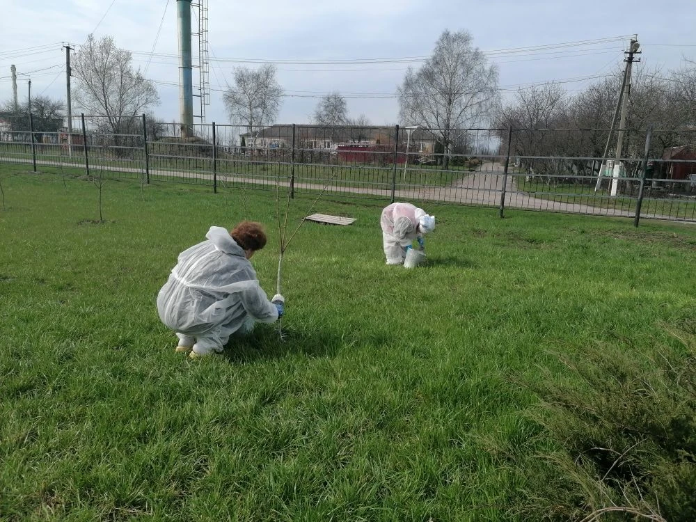 Продолжаем работы по благоустройству территории школы. Сегодня  побелили деревья, начал...