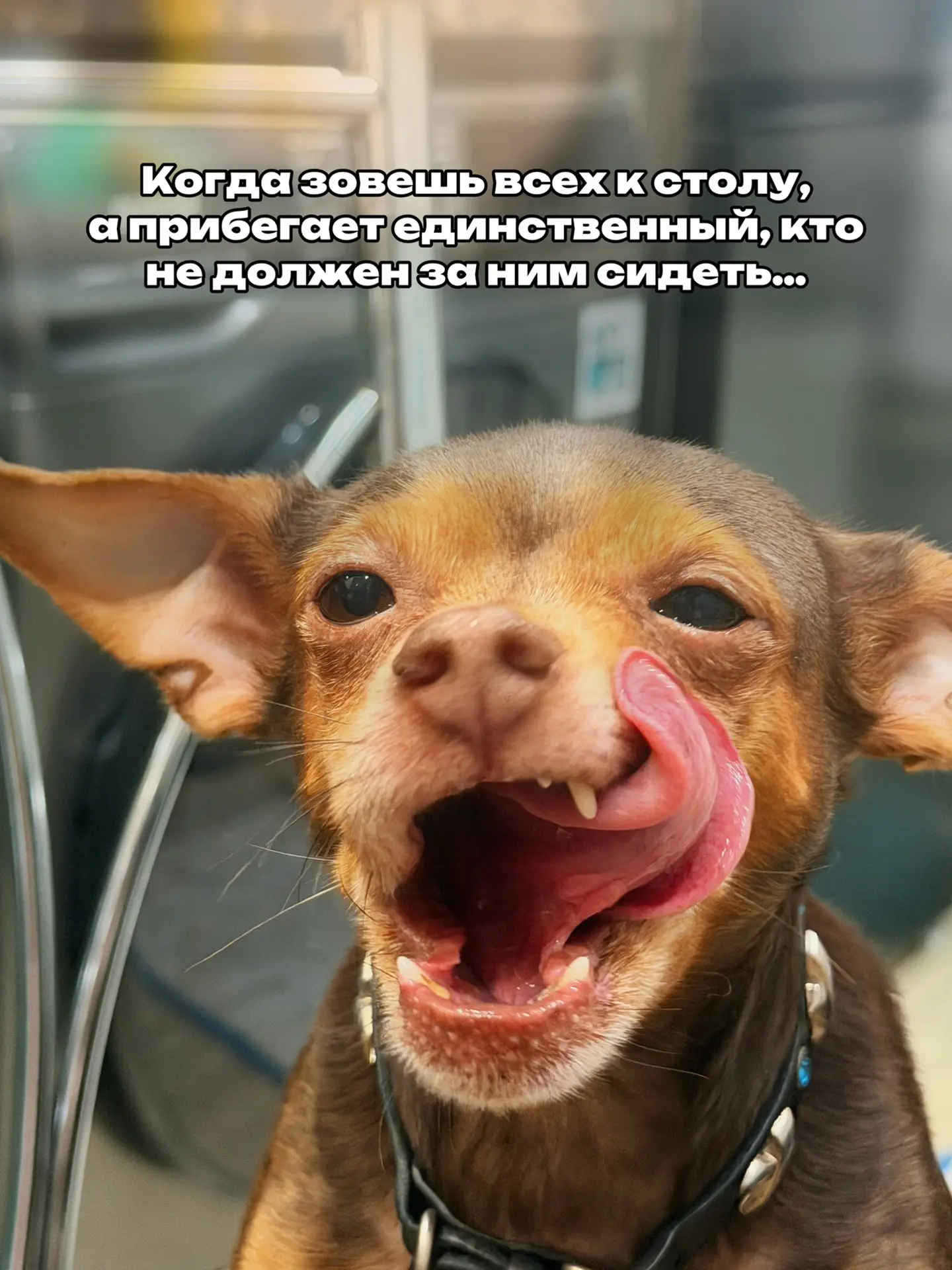 Тимошка, всегда за столом первый, хотя его и не звали😉