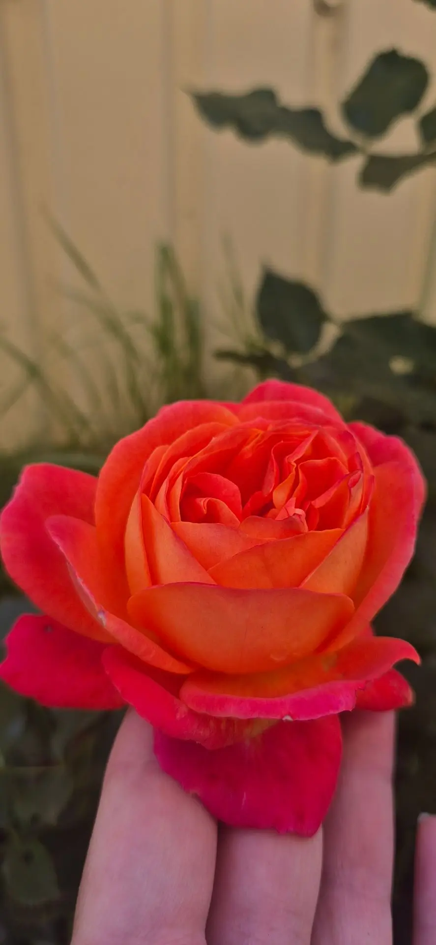 Роза чайная расцвела 🌹🥰