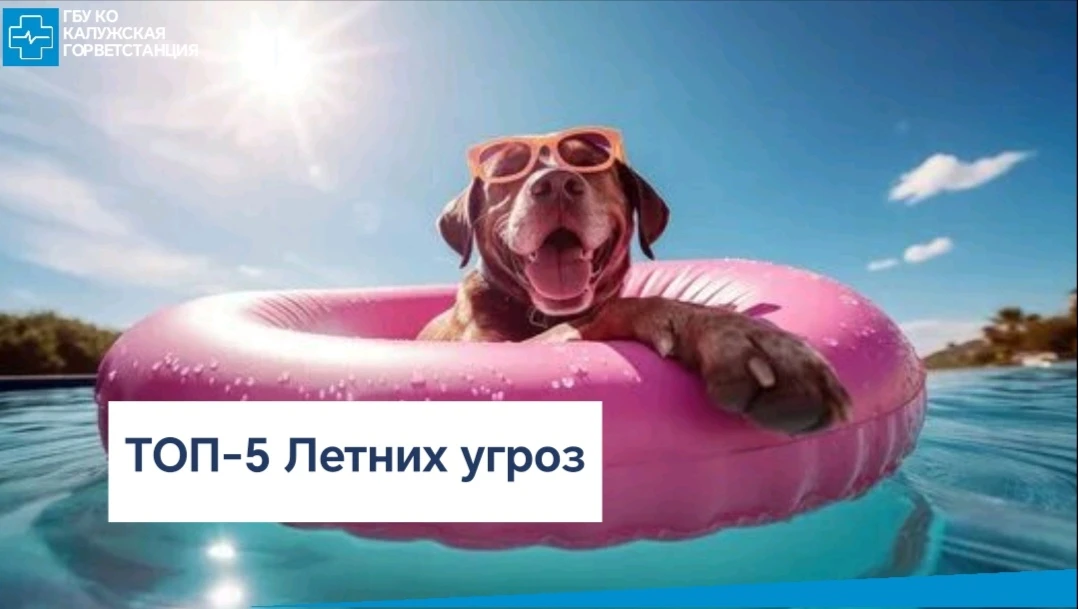 ☀️Календарное лето уже на пороге. Хвостатые друзья полностью зависят от нашей предусмот...
