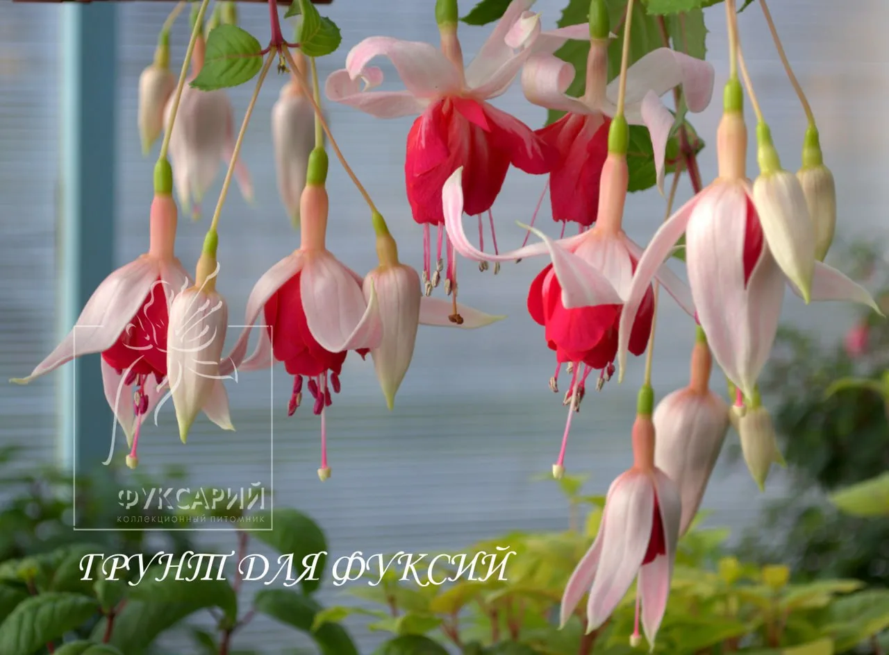 🌱Грунт для фуксий🌱

Вообще, правильно подобранный грунт, пожалуй, имеет первоочередное значение дл