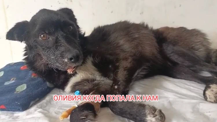 🏠  ПРИВЕТ ИЗ ДОМА ОТ ОЛИВИИ.

Ну что, друзья, соскучились по Оливушке? 🥰

Передаём вам привет из д