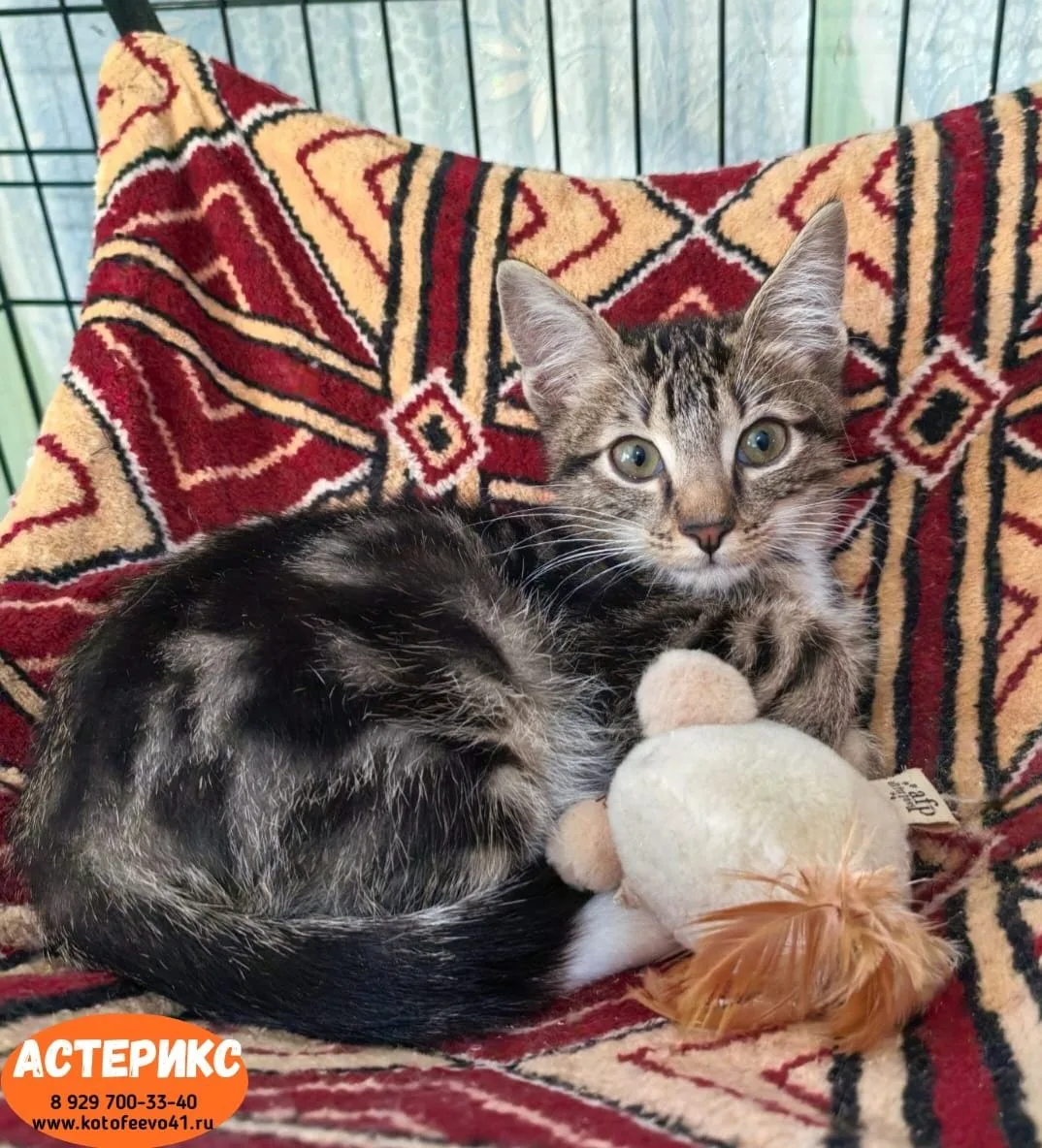 Котята *Астерикс* и *Обеликс*