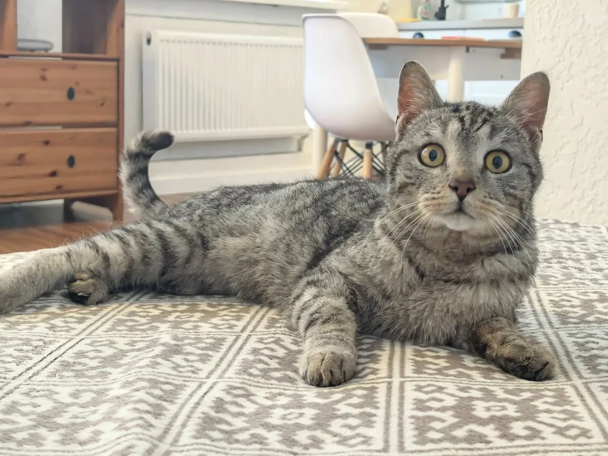 🐱Как кошки раньше выживали без корма и почему сейчас это не работает: ветеринар раскры...