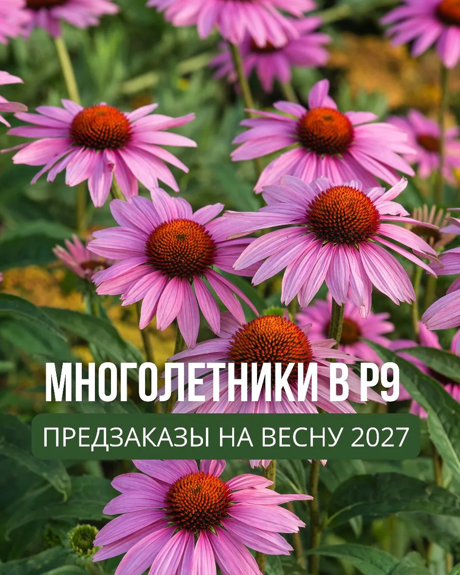 Многолетние растения в P9 из Китая! Весна 2027!
