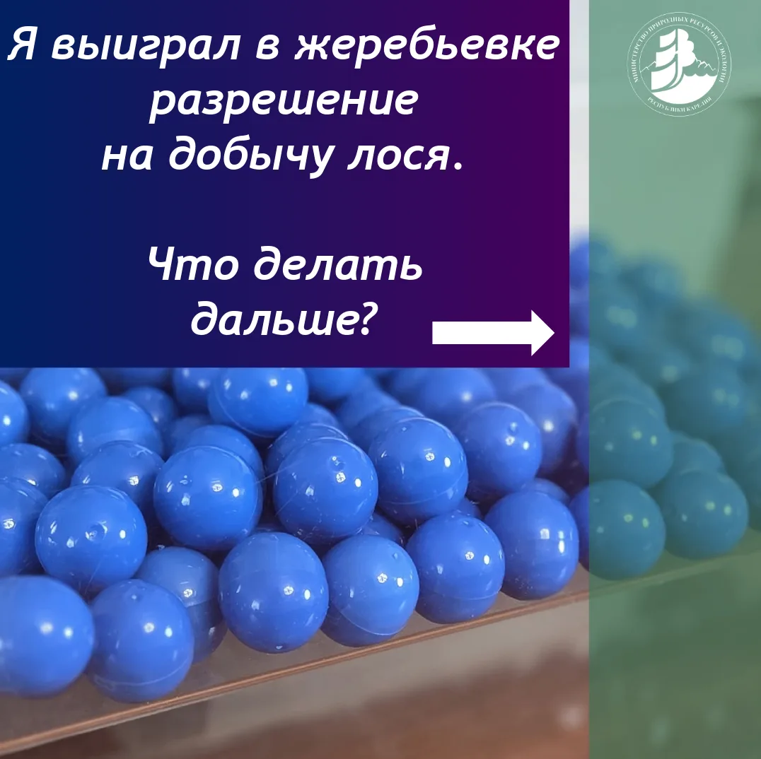 ❓Выиграли на жеребьевке разрешение на добычу лося?
