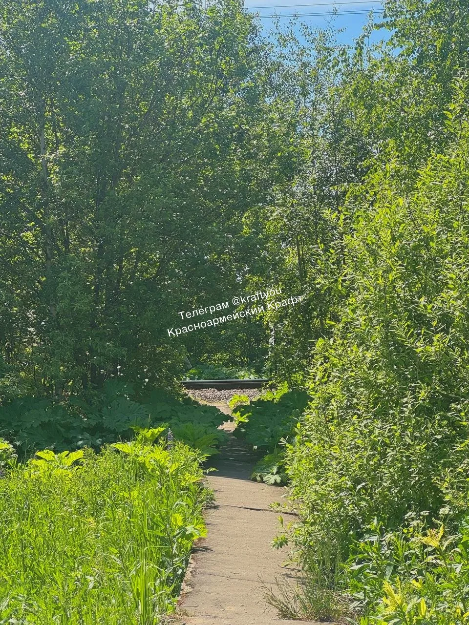 🌿 Борщевик захватил дорогу у станции Путилово

Возмущаются в боте:

Добрый день! На станции Путилов