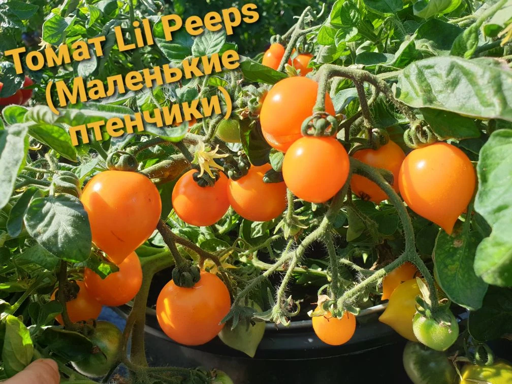 Как искажаются названия сортов!