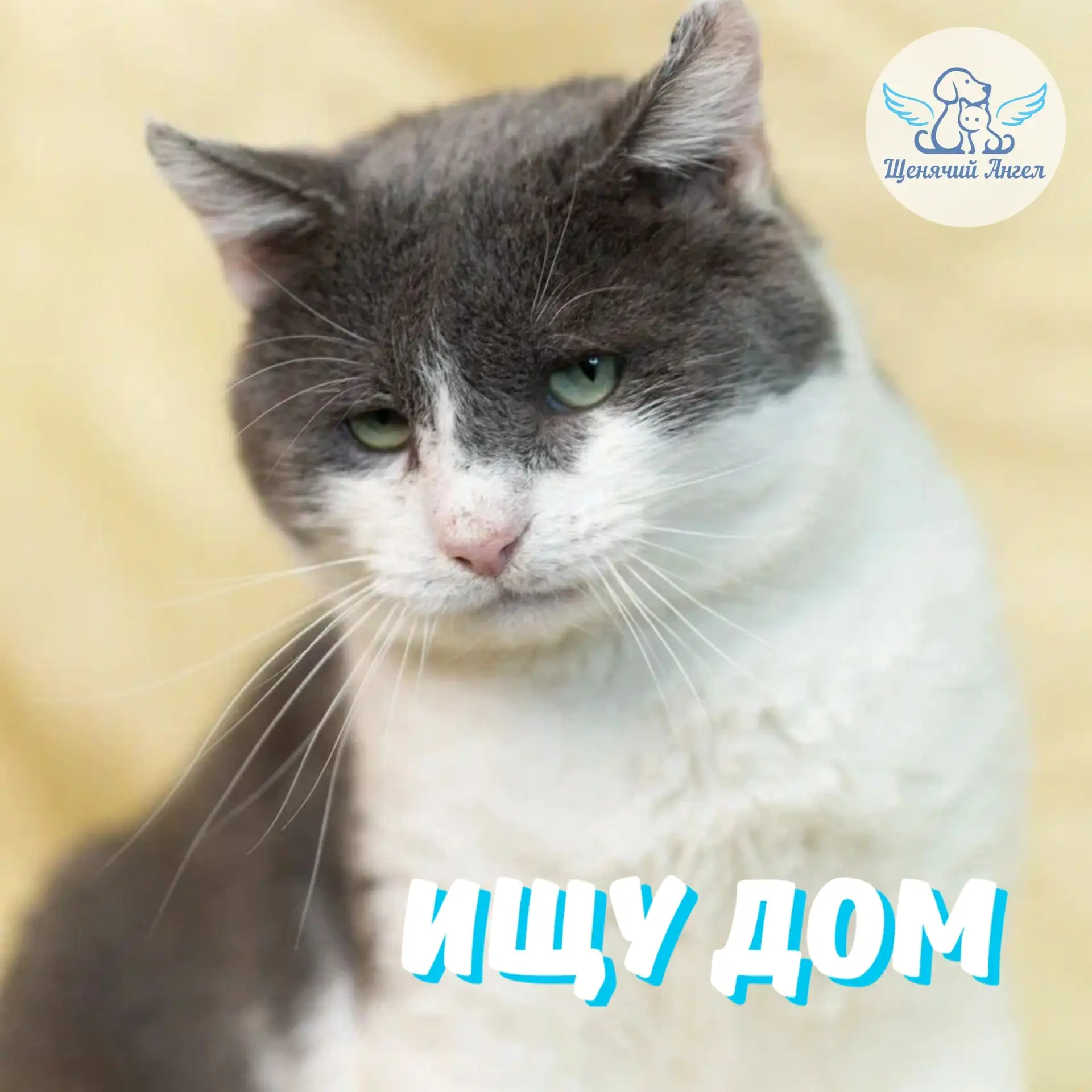 ИЩЕТ ДОМ БЛАГОРОДНЫЙ МАРКИЗ! 🐾