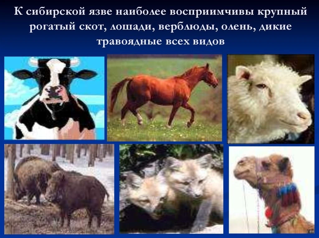 Сиби́рская я́зва (карбункул злокачественный, антракс) — особо опасная инфекционная болезнь сельскохо