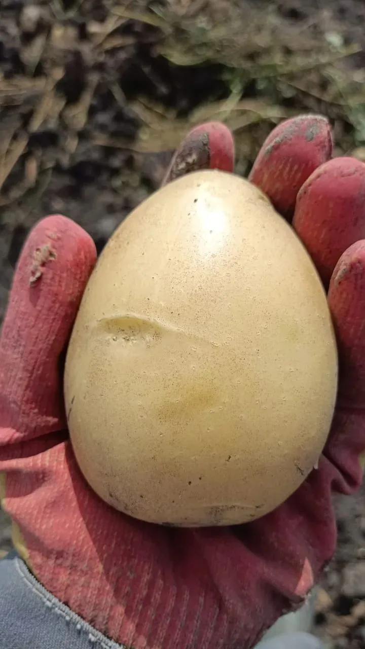 🥔 **Продаю свежий картофель — урожай 2026 года!** 🥔