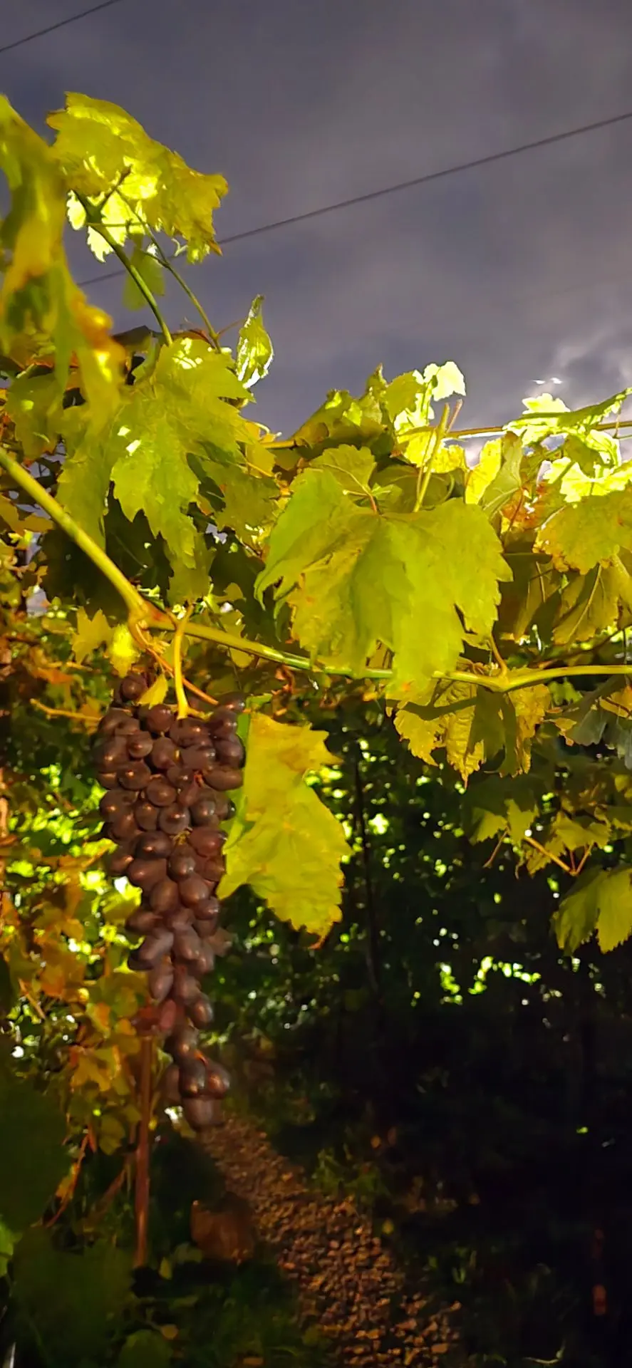 Так вот про Джой (Joy Seedless) — это американский бессемянный сорт (кишмиш) раннесредн...