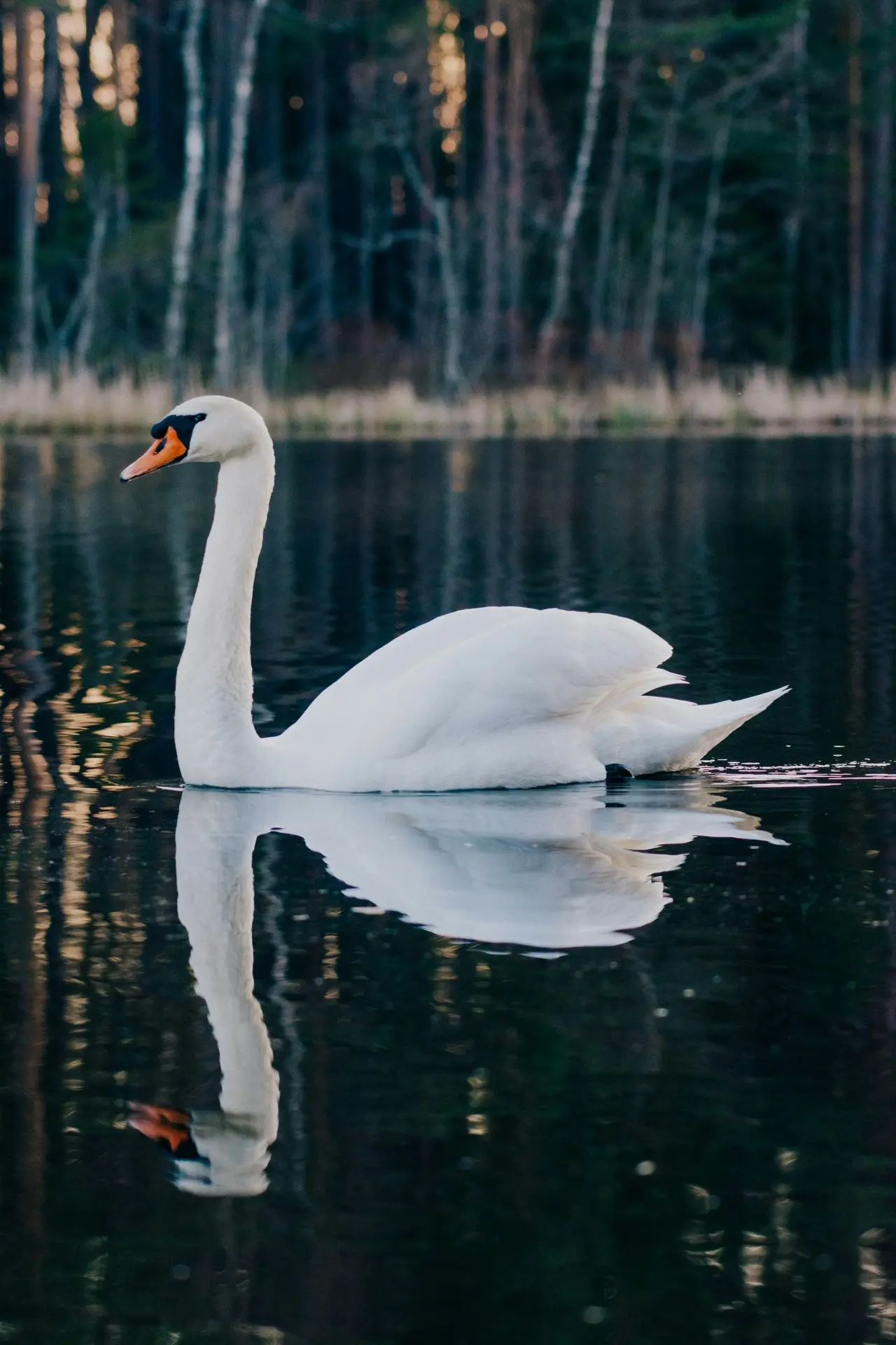 А вы знали, как Лебедь в музыке превратился в Умирающего лебедя?🦢