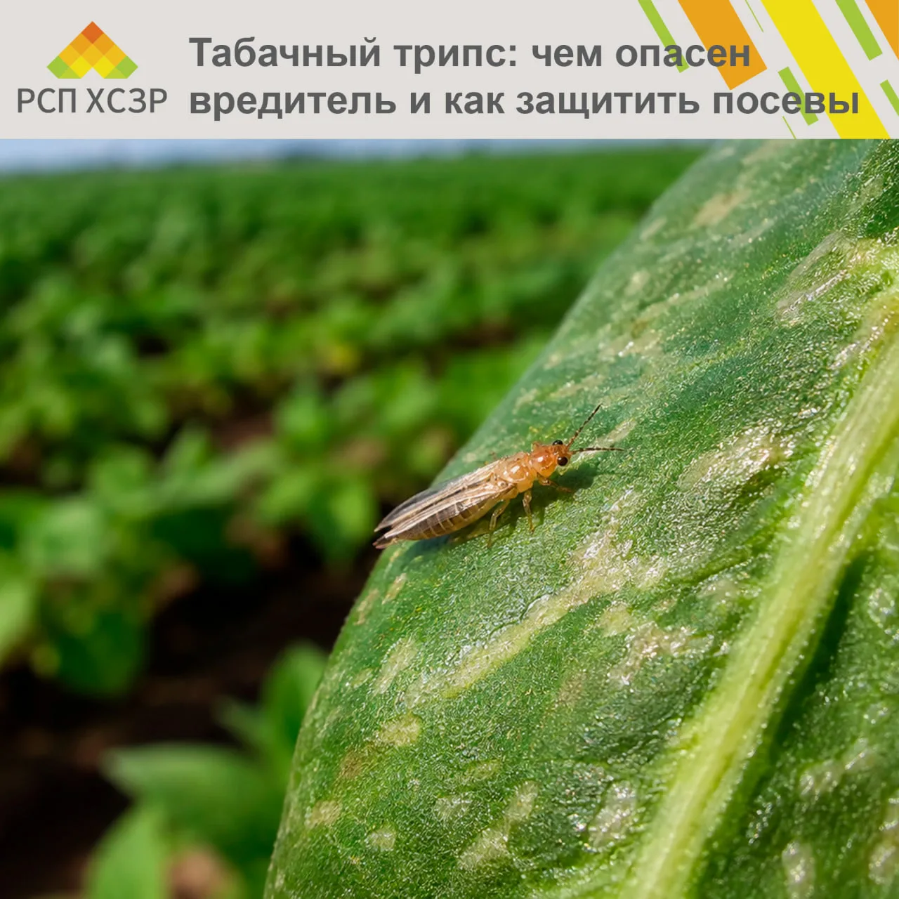 🧅 Табачный трипс: чем опасен вредитель и как защитить посевы