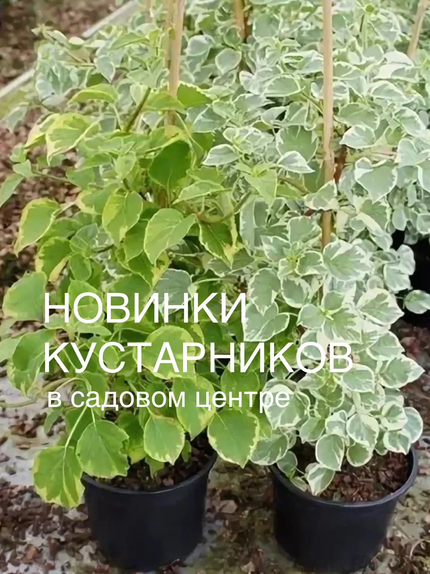 Новинки лиан и кустарников в садовом центре питомника Летний сад💚  Мы не зря ездим по выставкам, каж