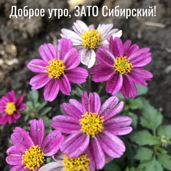 Доброе утро среды, ЗАТО Сибирский!

Продолжает действовать штормовое предупреждение №15-2: в Алтайск