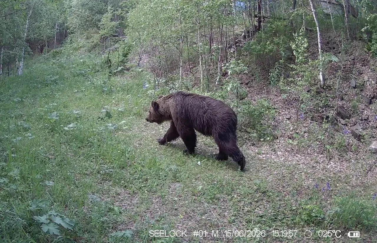Вчерашний ажиотаж в соцсетях в связи с якобы замеченным хищником в Академгородке вынуди...