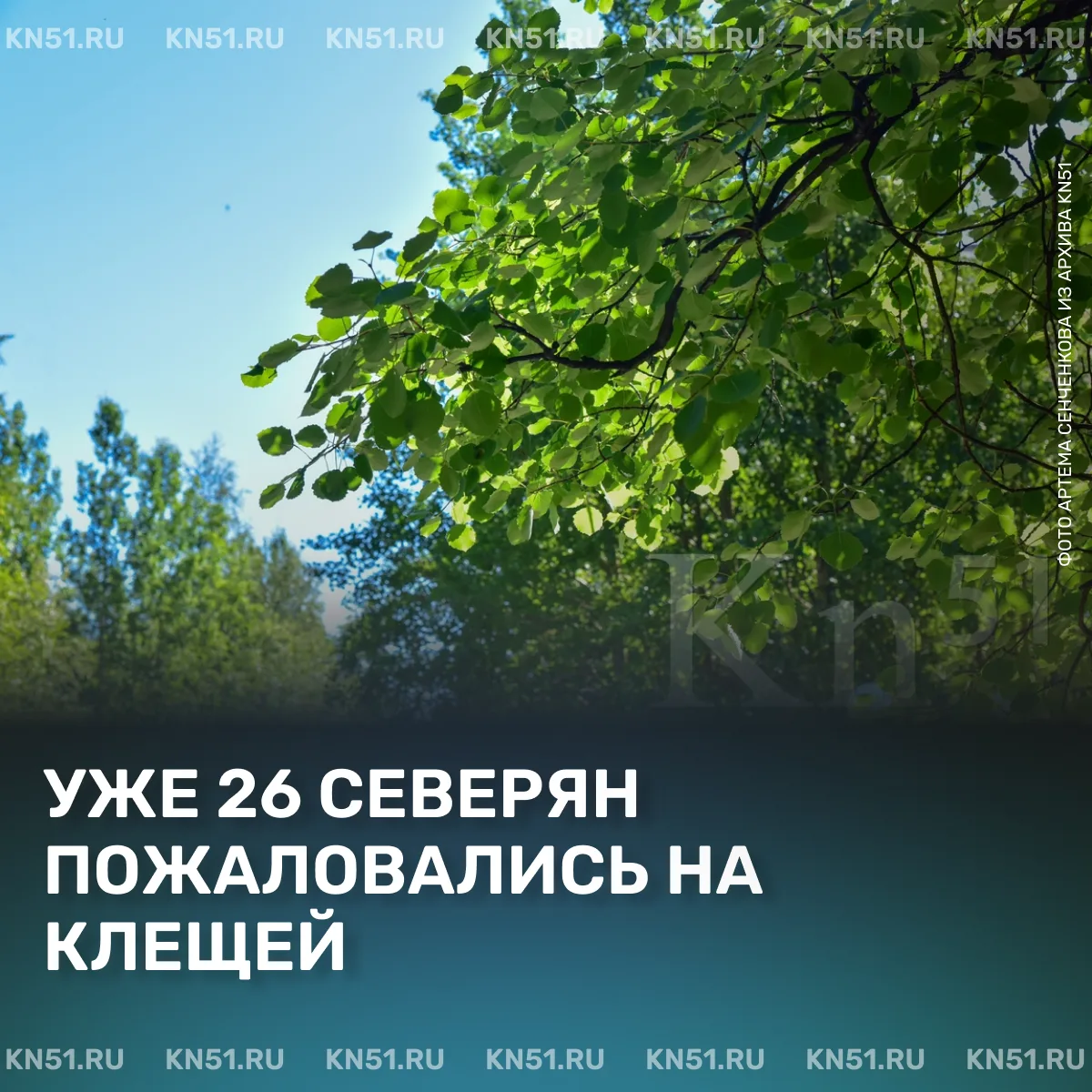 🕷Начиная с марта, в медорганизации Мурманской области по поводу укусов клещей обратились 26 человек