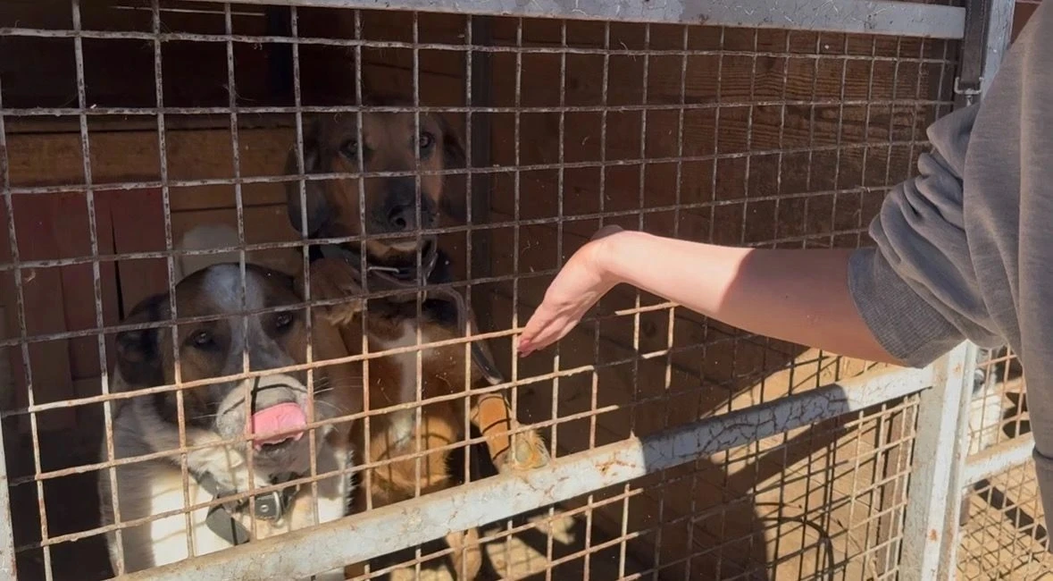 🐾 Добрый день в календаре — добрые дела в приюте!  16 апреля 2026 года, наш отряд «Волонтеры Ярослав