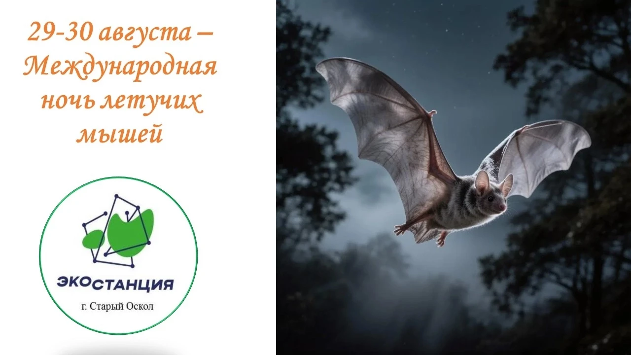 🦇 Международная ночь летучих мышей традиционно отмечается в последние выходные августа...