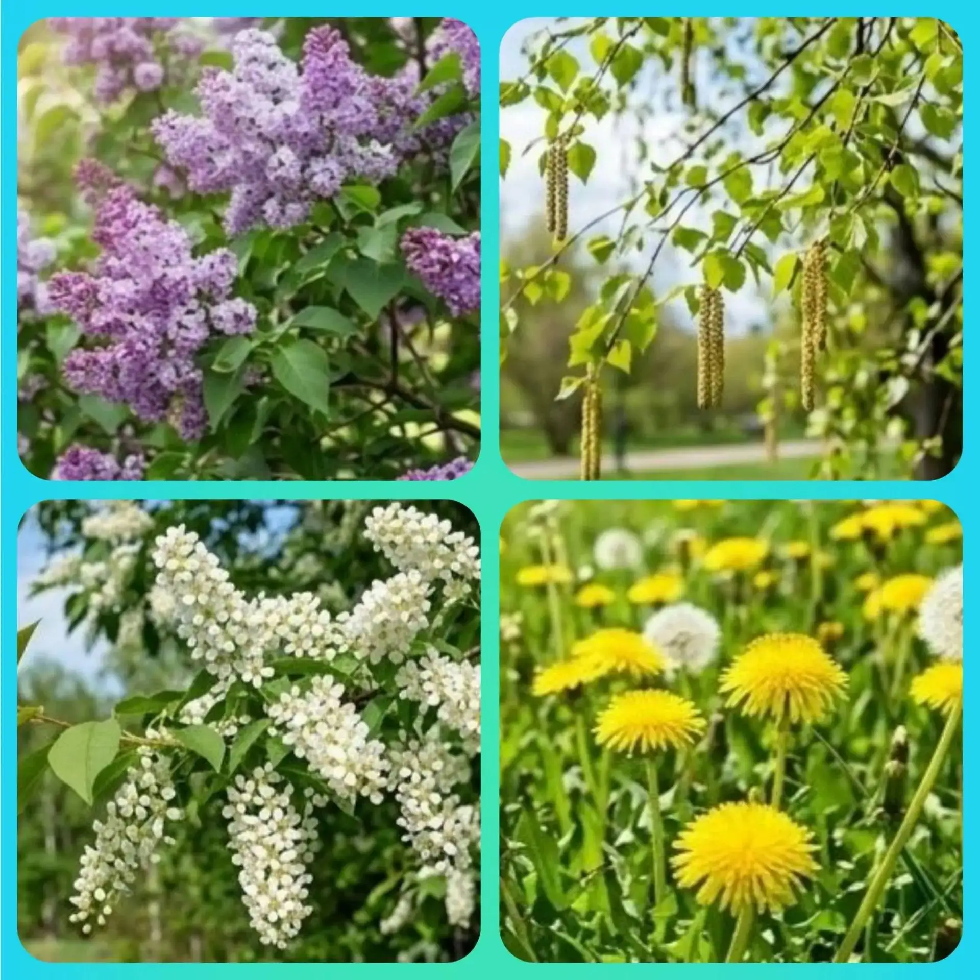 🤧 АЛЛЕРГЕНЫ МАЯ: КАК ЗАЩИТИТЬСЯ