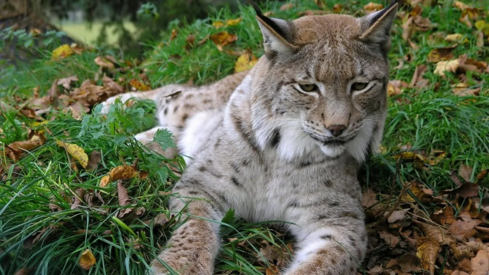 🐾 Сегодня — Международный день рыси!

🌲🗺️ В Татарстане это единственный представитель семейства к