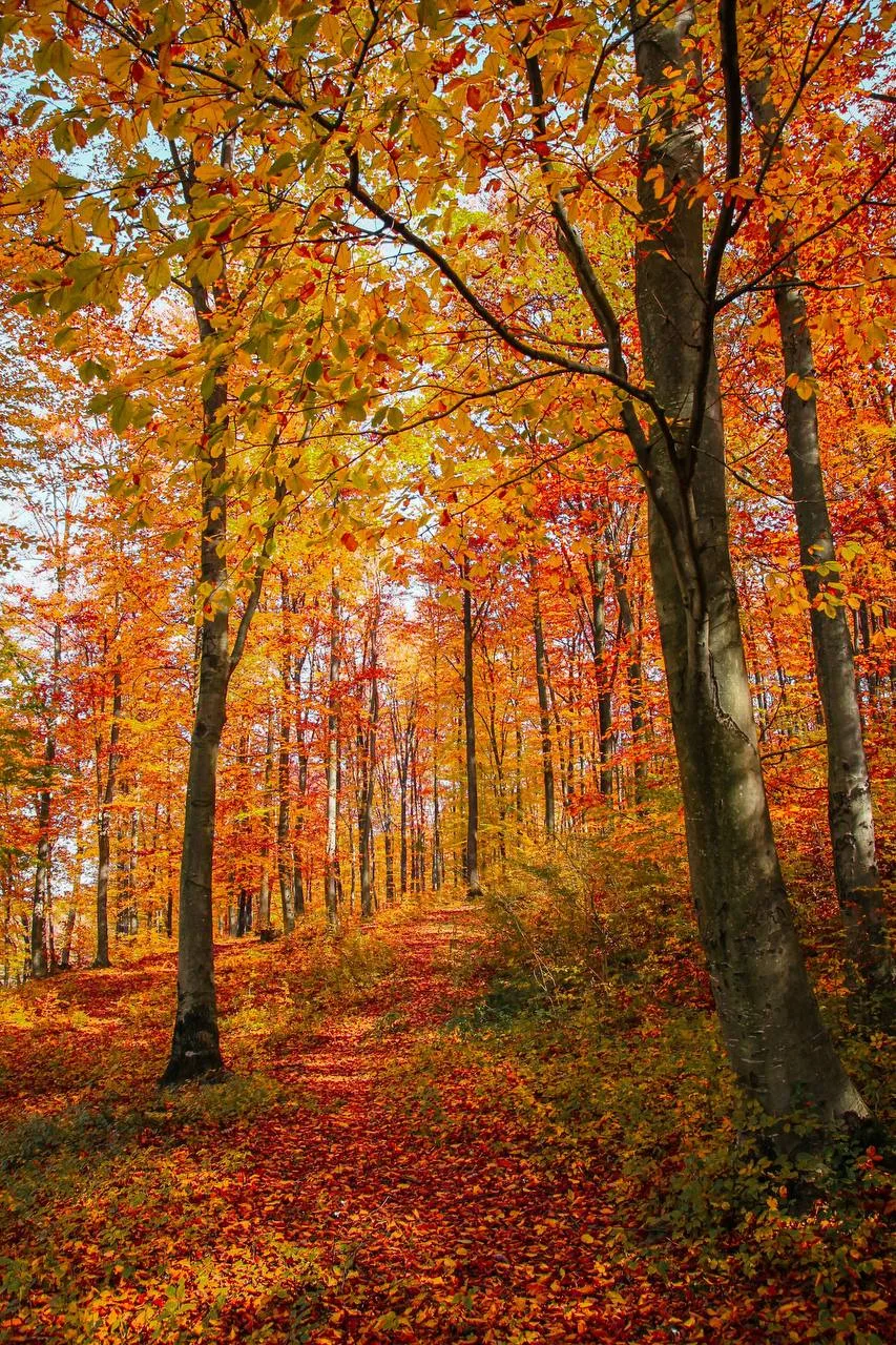 🍂 Сегодня гуляем по осеннему лесу, пьём зелёный чай и наслаждаемся моментом! Шорох лис...