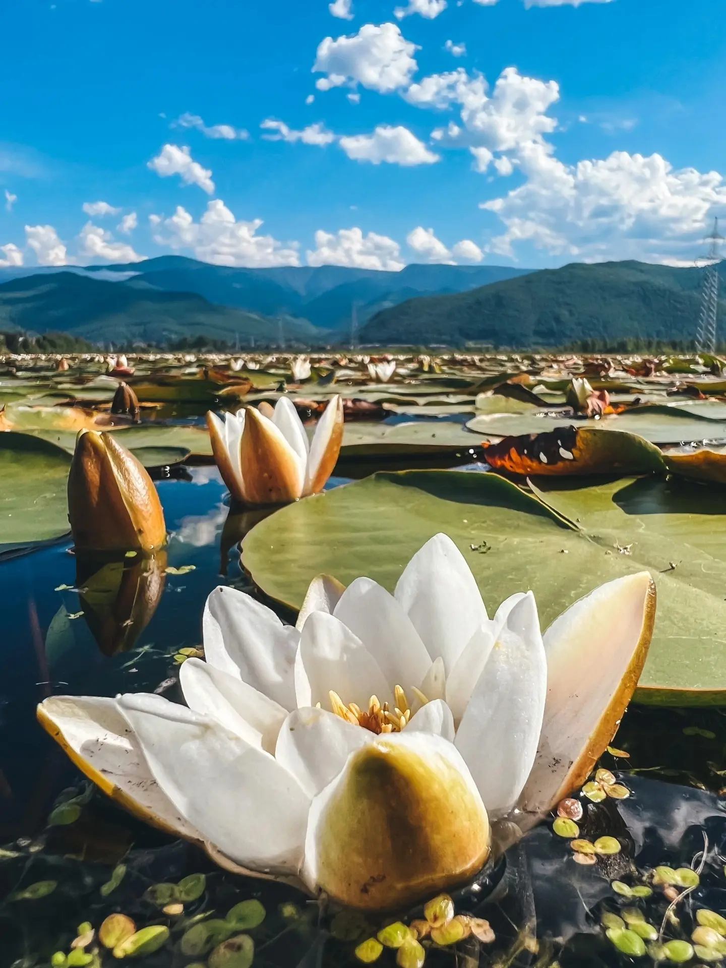 Краснокнижные кувшинки на Слюдянских озерах😍🪷