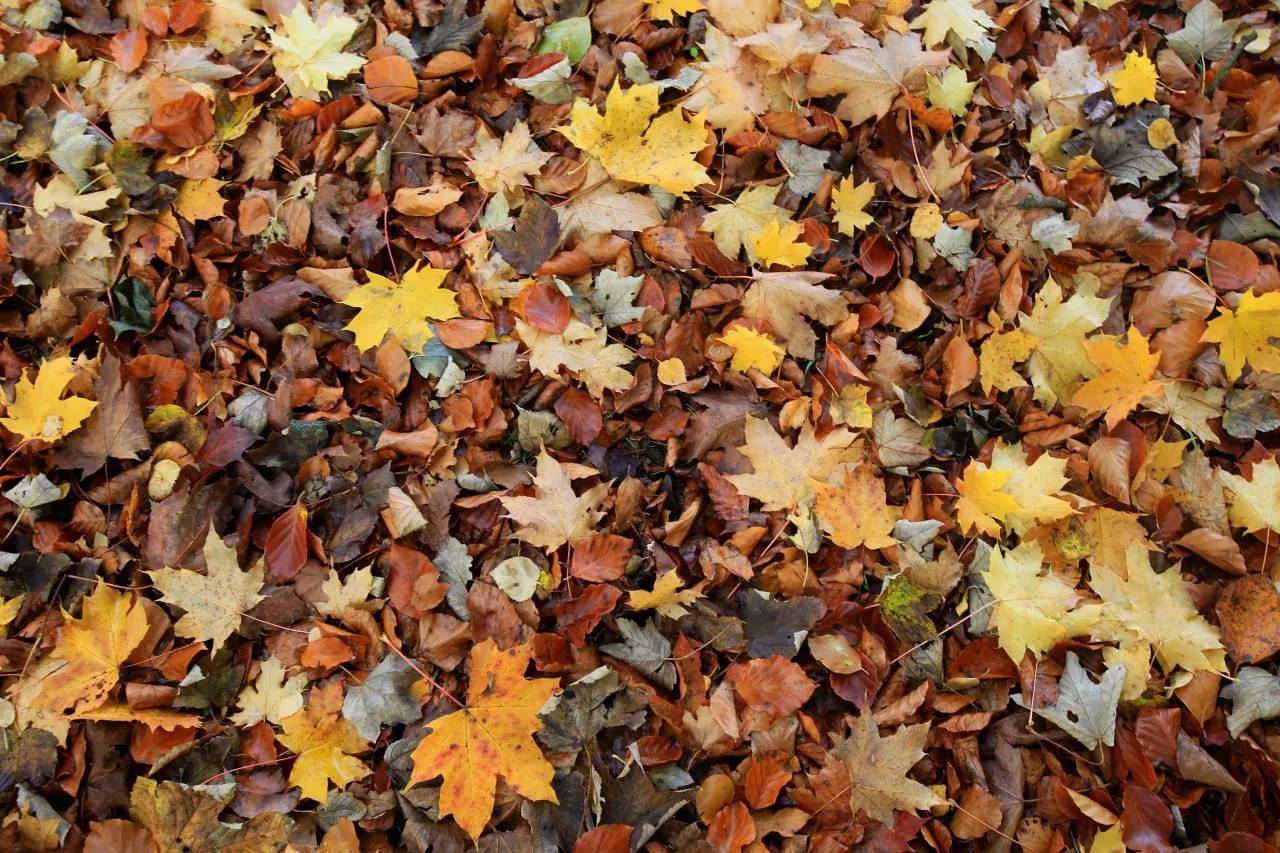 🍂 Что делать с опавшими листьями — сжечь, компостировать или мульчировать?