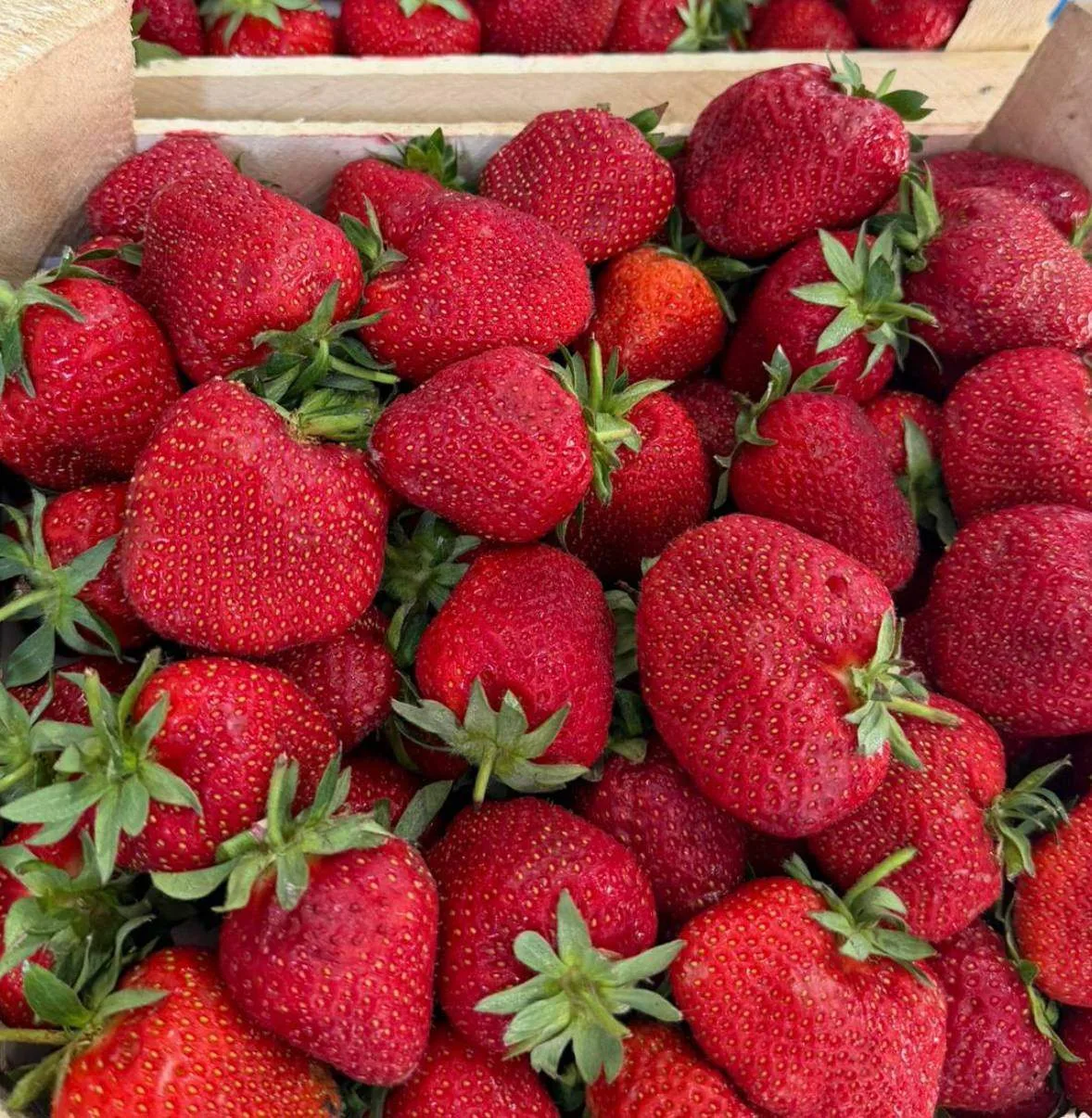 🍓 Клубника