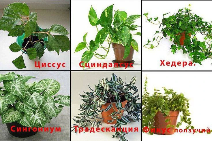 Вьющиеся растения 🌱

🪴Цветочный дом