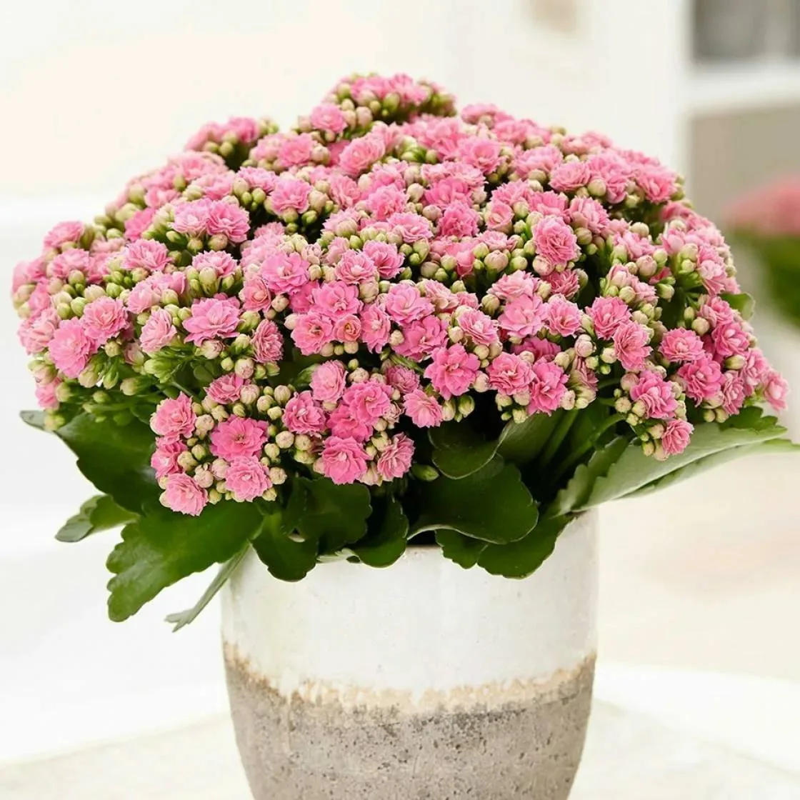 Почему не цветет каланхоэ и как это исправить 🌸