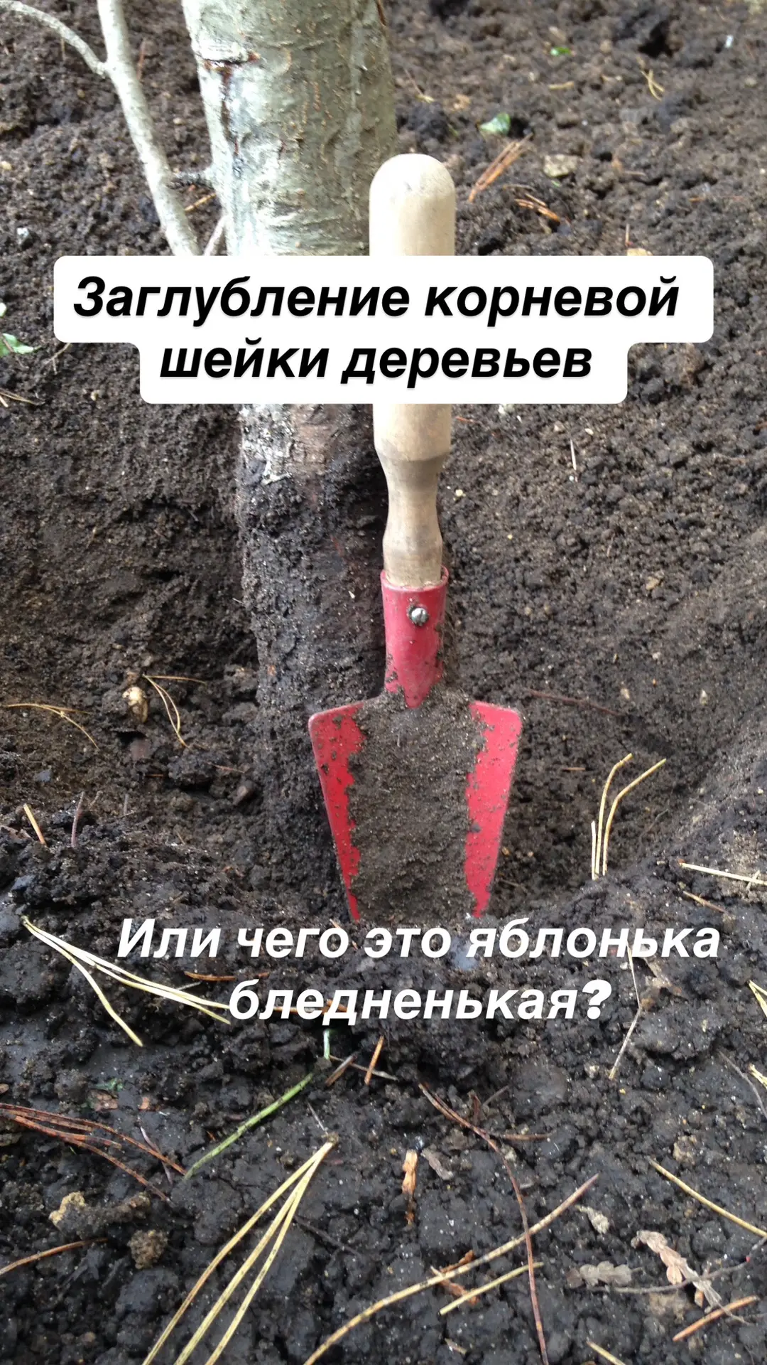 Корневая шейка. Лайфхак.

Корневая шейка у БОЛЬШИНСТВА деревьев и кустов должна быть на поверхности 